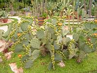 Opuntia Lindheimeri (fam Cactees) (Sud des USA) (01) (Photo F. Mrugala)